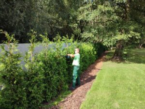 Mitarbeiter beim Hecke schneiden